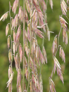 Photograph of the grass side-oats grama.