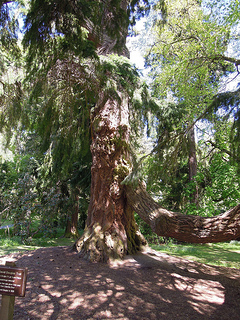 Photograph of Douglas fir.