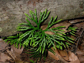 Photograph of club moss Diphasiastrum digitatum.