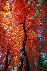 Photograph of red-leaved tree in sunlight on Mogollon Rim, Arizona. Photo by Gary Garner. Credit: U.S. Forest Service, Southwestern Region, Coconino National Forest.