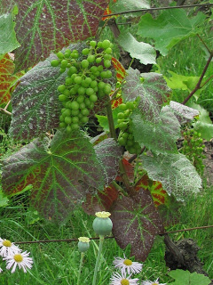 Photographs of grapes on the vine in Montmartre, Paris