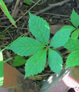 Photograph of Virginia creeper.