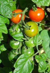 Photograph of cherry tomatoes on the vine.