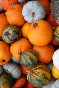 Photograph of small pumpkins and gourds.