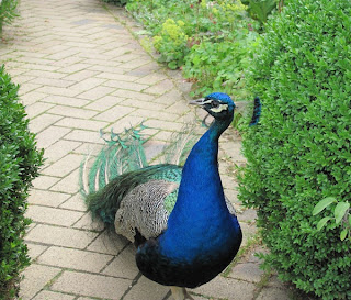 Peacock on light-colored brick path, facing the viewer