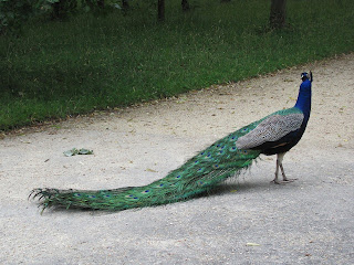 Side view of peacock showing long trailing tail flowing behind it on the ground