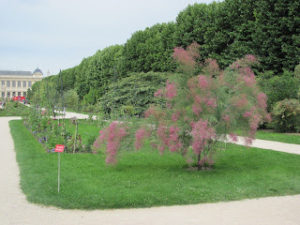 View of formal garden with a small tree in the foreground; the tree has abundant dark pink flowers.