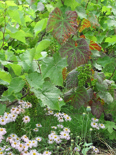 Grape plants with small unripe grapes, and daisies under the grape leaves