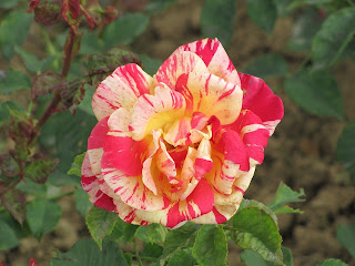 Red and cream rose