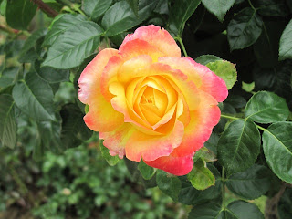 Yellow rose tinged with pink and red at the edges of the petals. It reminds me of sunrise.
