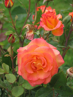 Two peach-colored roses