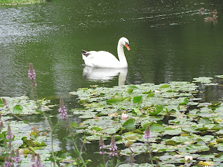 Swan floating on greenish water with water lilies and other vegetation in the foreground