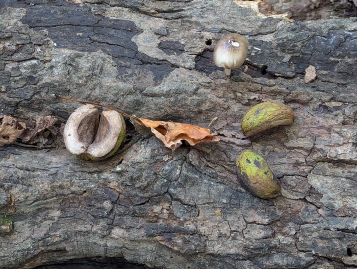 A shriveled brown leaf, half of a nut shell, a dry light orange leaf, and two pieces of nut shell showing the green outside, all lying across a dead log. A small grayish-brown mushroom appears near the top, just right of center.